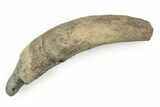 Fossil Pygmy Sperm Whale (Kogiopsis) Tooth - Florida #243362-1